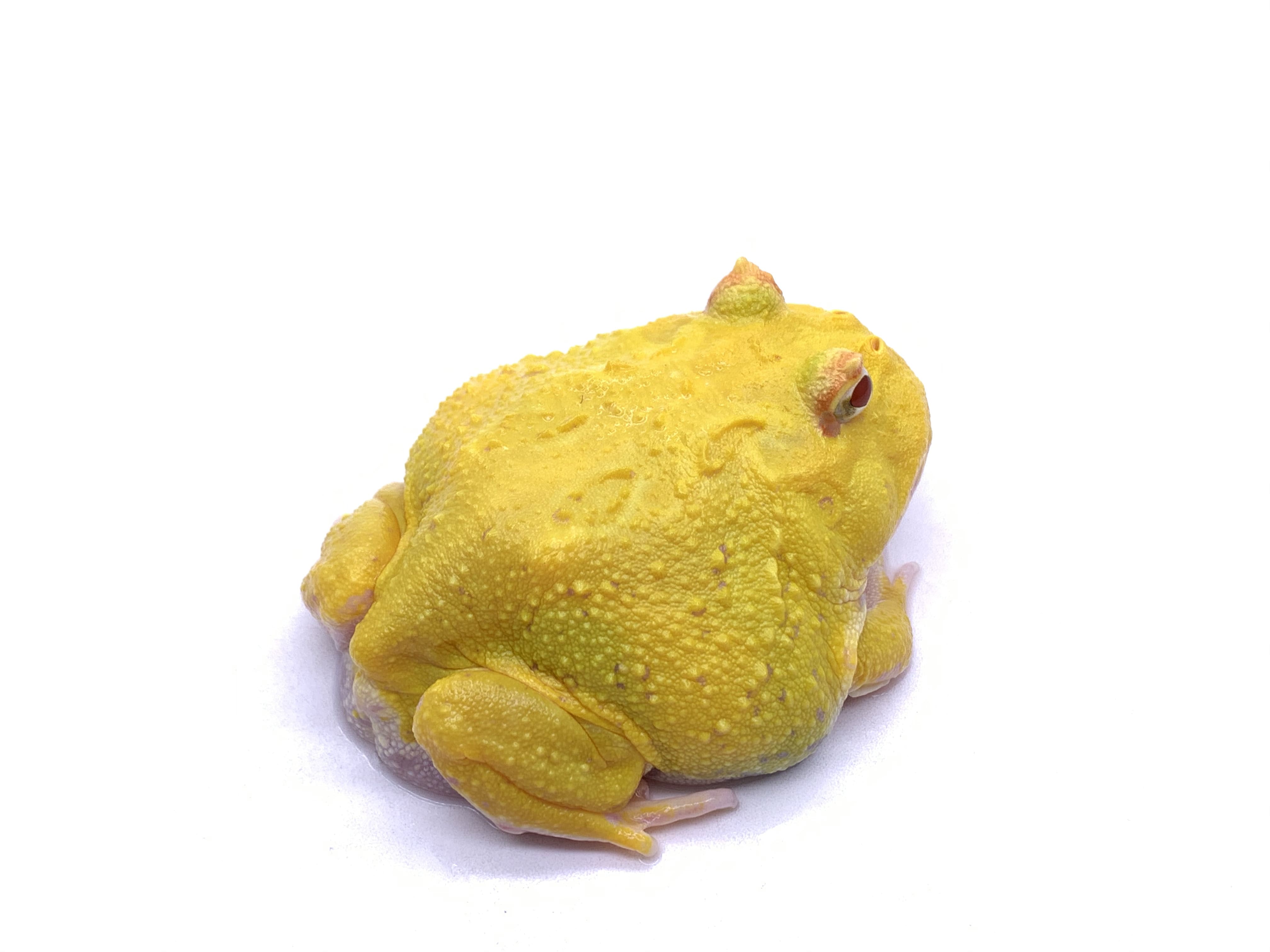 Super Pikachu Pacman Frog 